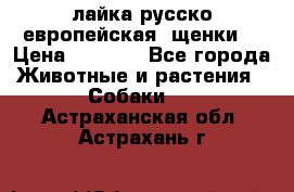 лайка русско-европейская (щенки) › Цена ­ 5 000 - Все города Животные и растения » Собаки   . Астраханская обл.,Астрахань г.